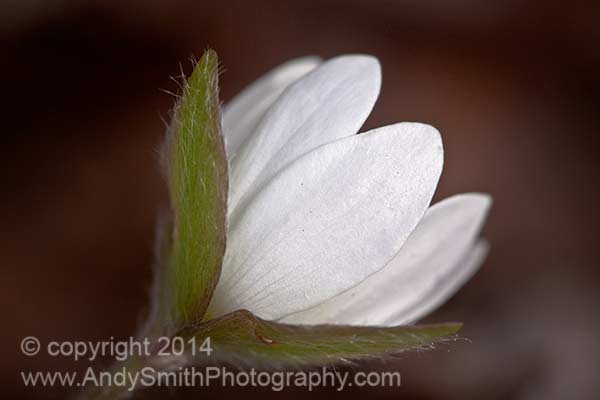 Sharp-lobed hepatica Closeup